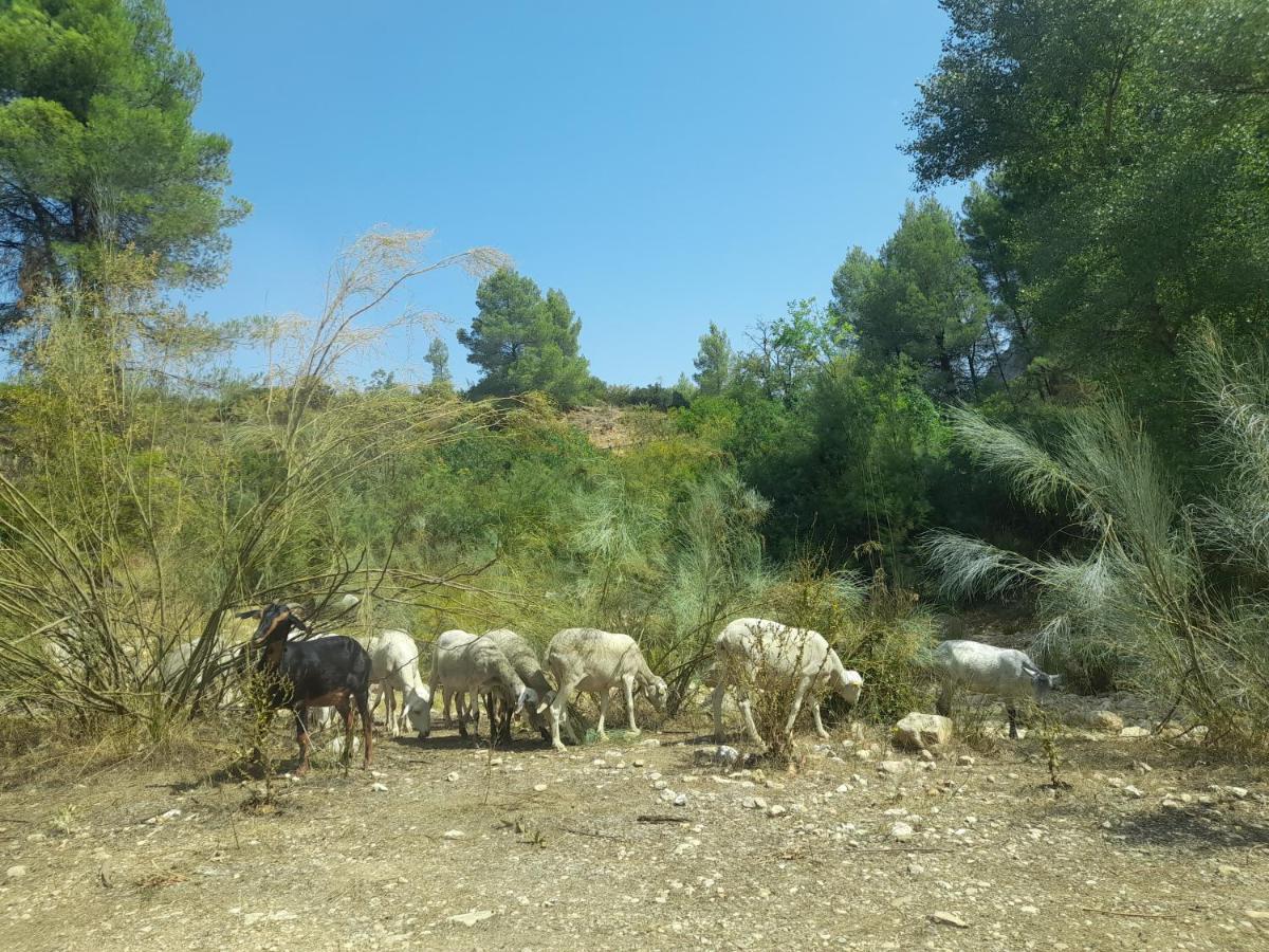 Casa Rural Del Saz 耶斯特 外观 照片